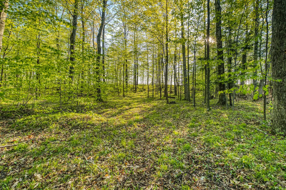 A forest with green trees and leaves on the ground.