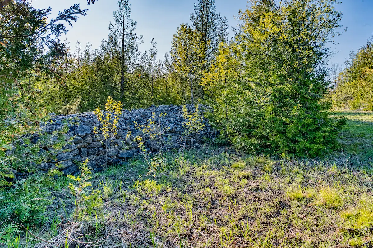 A field with trees and bushes in the background.