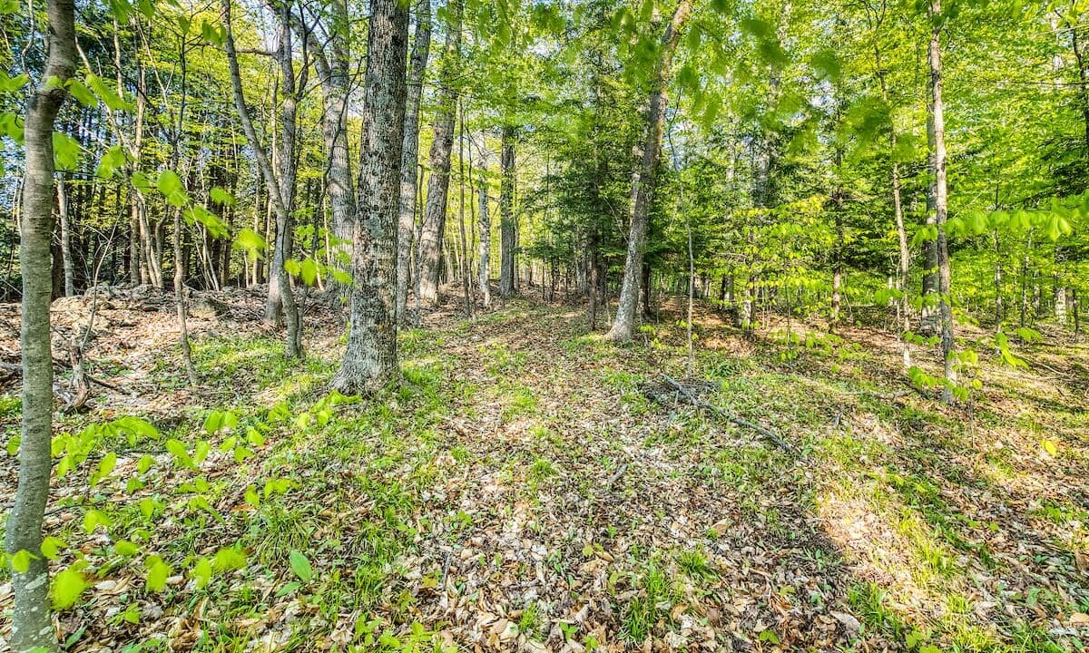 A forest with many trees and lots of leaves.